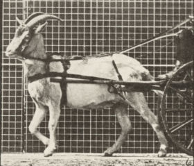 Plate 677 Goat walking, harnessed to a sulky — figure reference